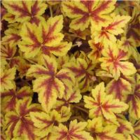 Heuchera Golden Zebra