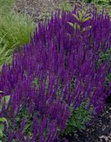 Salvia nemorosa Blue Queen - Ostfriesland - Pack of THREE Perennial Plants