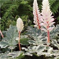 Acanthus mollis White Water - Variegated Acanthus Bears Breeches