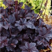 Heuchera Obsidian - Coral Bells