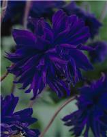 Aquilegia Blue Barlow - Granny's Bonnet, Columbine