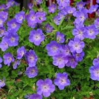 Geranium Rozanne - 'Jolly Bee' Hardy Geranium