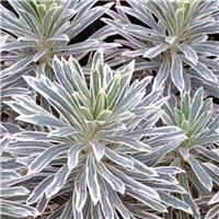Euphorbia characias 'Silver Swan' - Variegated Spurge