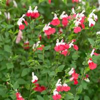 Salvia jamensis 'Hot Lips'