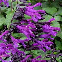 Salvia Amistad