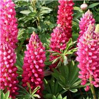 Lupinus Gallery Rose - Pink Lupin