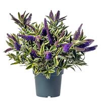 Hebe Wild Blue - Variegated Hebe