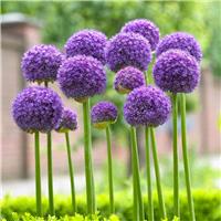 Allium hollandicum Gladiator - In Bud & Bloom