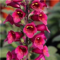 Digitalis Foxglove - Plum Gold