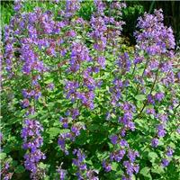 Nepeta fasennii Junior Walker - Dwarf Cat Mint
