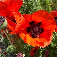 Papaver orientale 'Allegro' - Brilliant Orange-Red Oriental Poppy
