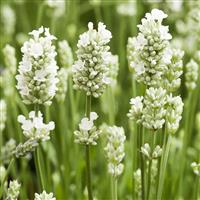 Lavandula angustifolia Alba - Arctic Snow - Hardy White Edelweiss English Lavender - In Bud & Bloom