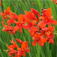 Crocosmia Emberglow - Montbretia