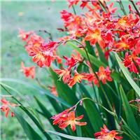 Crocosmia Carmine Brilliant