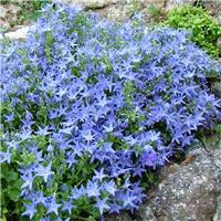 Campanula garganica Filigree