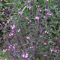 Verbena officinalis var. grandiflora 'Bampton'