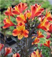 Alstroemeria Indian Summer - Hardy Peruvian Lily