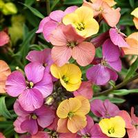 Erysimum Leya Purple Glow - in Bud and Bloom