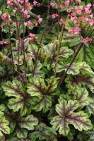 Heucherella Tapestry