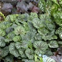 Heuchera Green Spice