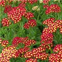 Achillea millefolium Milly Rock Red - Yarrow