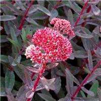 Sedum telphinium Marina - Stonecrop