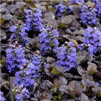 Ajuga reptans Black Scallop - Bugle
