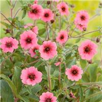 Potentilla napalensis Miss Willmott