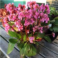Bergenia cordifolia 'Rosi Klose' - Elephant Ears