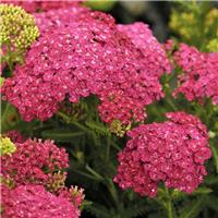 Achillea millefolium Cerise Queen - Yarrow