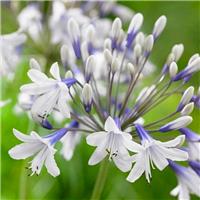 Agapanthus africanus Twister - Hardy Bicolour Blue & White Twister Nile Lily