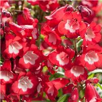 Penstemon Phoenix Red