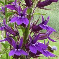 Lobelia speciosa Starship Blue