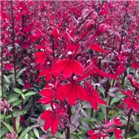 Lobelia speciosa Starship Burgundy Red