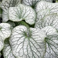 Brunnera macrophylla Alexander's Great