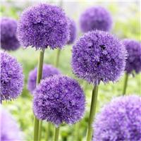 Allium macleanii 'His Excellency'
