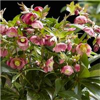 Helleborus x hybridus 'Decaya Pink' - Oriental Hellebore in Bud & Bloom