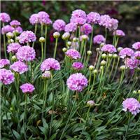 Armeria dreameria Sweet Dreams