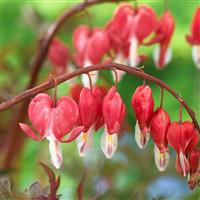 Dicentra spectabilis Valentine - Bleeding Heart