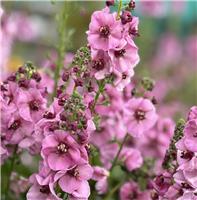 Verbascum 'Lavender Lass'