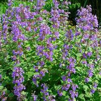 Nepeta fasennii Purrsian Blue - Cat Mint