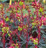 Euphorbia amygdaloides Purpurea - Purple Leaf Euphorbias