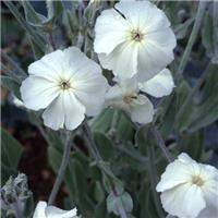 Lychnis coronaria Alba