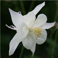 Aquilegia 'White Star'