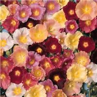 Hollyhock Happy Lights - Alcea Plants