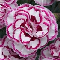Dianthus Grans Favourite