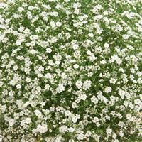 Gypsophila repens 'Filou White' - Babies Breath