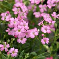 Gypsophila repens 'Filou Rose' - Baby's Breath