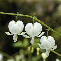 Dicentra spectabilis Alba - White Bleeding Hearts