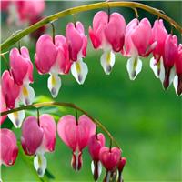 Dicentra spectabilis (Lamprocapnos) - Bleeding Heart plant